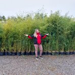 Zlatý bambus (Phyllostachys) ´AUREA´ - výška 150-175 cm, kont. C10L (–18 °C)